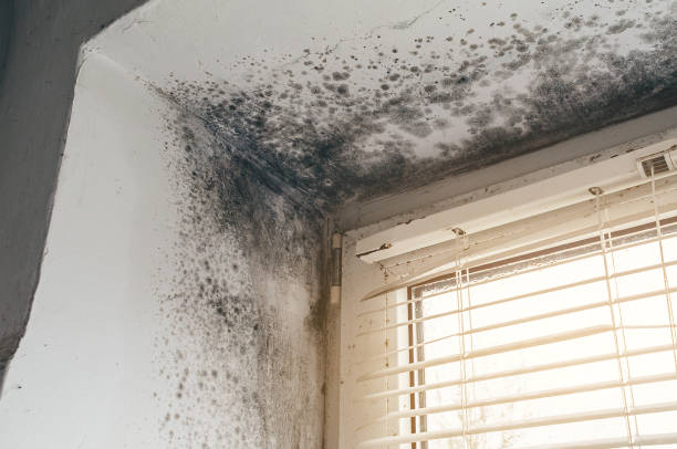 Affordable Mold Remediation solutions in St. James, NY