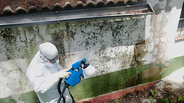 Top rated local Mold Remediation specialists in St. James, NY
